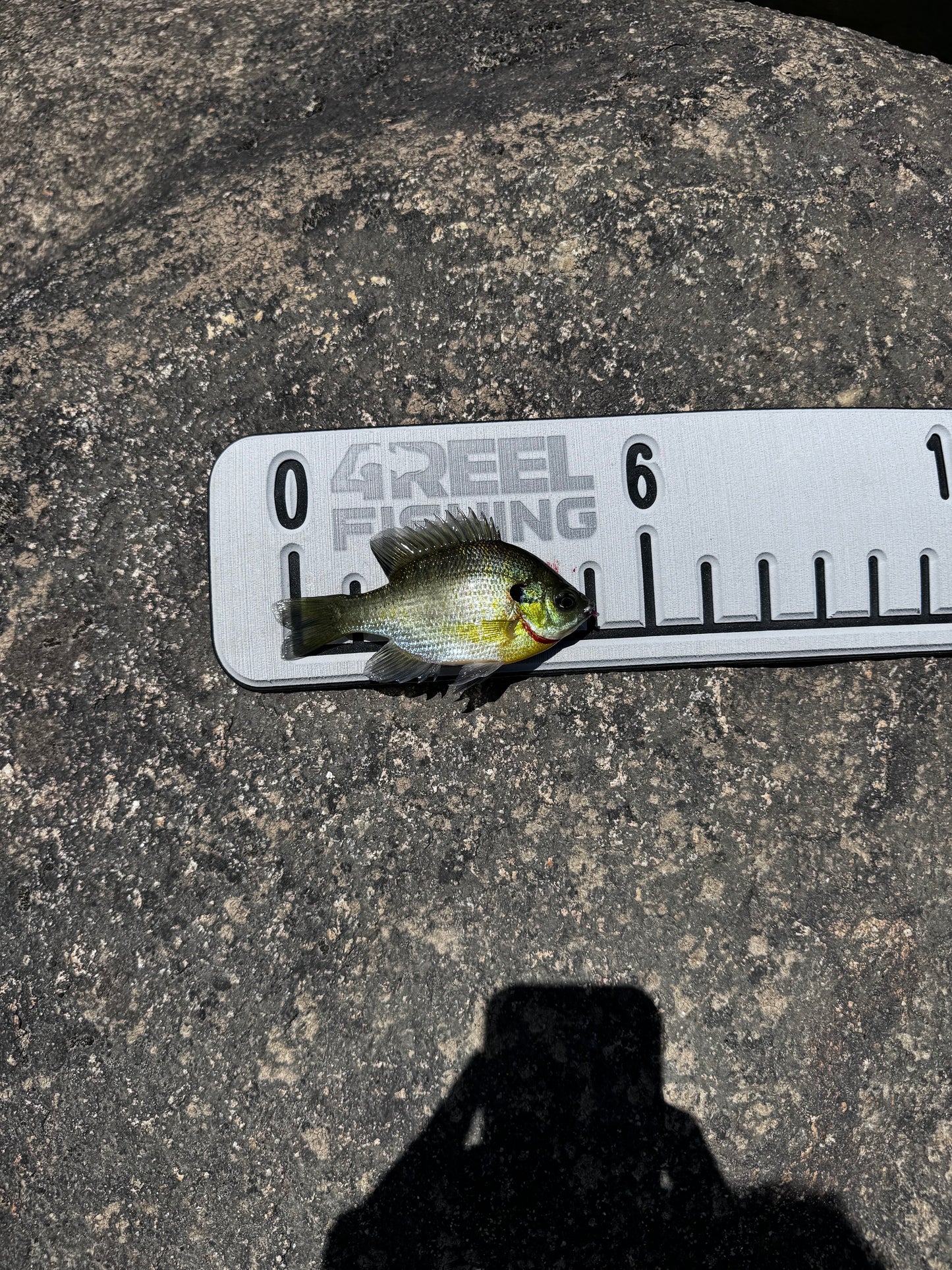 4REEL 30" EVA Adhesive Fish Ruler